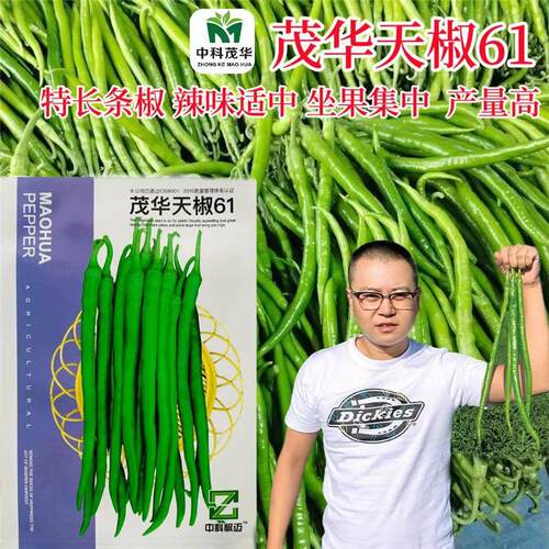 茂华天椒61线种子辣椒种籽高产抗病优YWH质长线椒种椒子农家四季