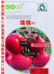 播高档精品孑 番茄种子瑞锦F1早熟粉红大果无限生长快农家田园四季