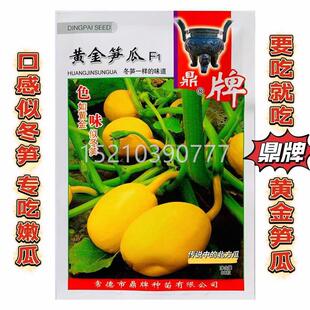 黄OGT笋瓜种秋子黄皮白玉笋瓜角瓜种籽产春季四季金吊瓜高蔬菜种