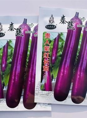 贵人紫红长茄种子中早熟圆底粗长白肉深紫红色茄子种子春秋种植