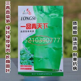龙盛一品青天下种香笋子绿ITI皮莴苣种籽圆籽叶耐寒菜种秋冬季笋