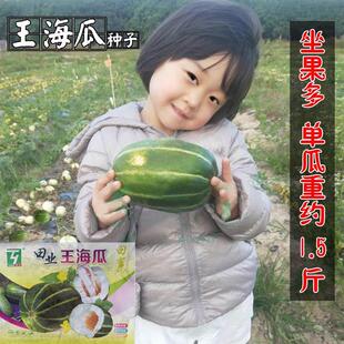 王海瓜甜瓜种子中熟果肉白色酥脆爽甜糖度高优质香甜瓜种籽孑正品