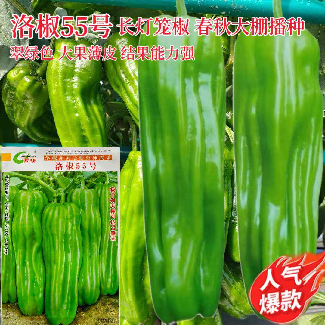 洛椒55号薄皮长灯笼椒种子 高产青皮辣椒籽春秋播种翠绿色正品lt