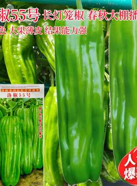 洛椒55号薄皮长灯笼椒种子 高产青皮辣椒籽春秋播种翠绿色正品LT