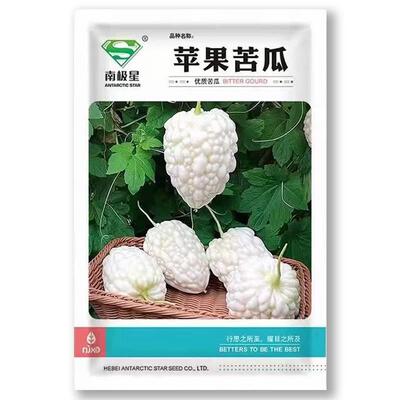 星南极苹果型苦瓜早生生长健秋结果能强力强采收FZB期春用蔬菜种