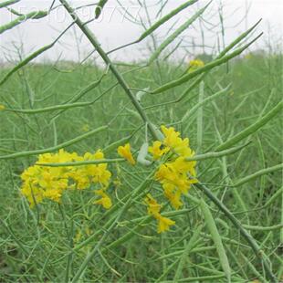 高产种榨油花矮杆观赏油菜花子 杂交油菜籽ETK德兴油558油菜子种