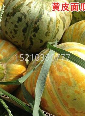 黄皮面瓜种子品种花PIZ瓜皮面瓜四季留种老红皮皮面花甜瓜香瓜种