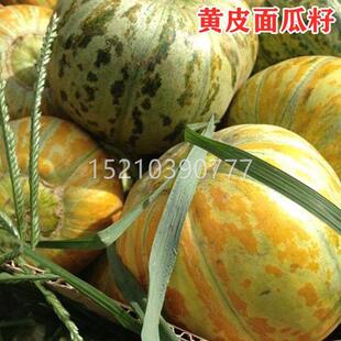 黄皮面瓜种子品种花PIZ瓜皮面瓜四季留种老红皮皮面花甜瓜香瓜种