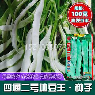 梅豆泰无筋架豆王种籽菜豆无筋无国四季种豆子地ULI豆王柴二号压