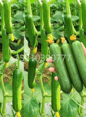 荷兰无刺果水VWC黄瓜种四季阳台盆栽黄小青旱瓜种籽摘不败蔬菜子