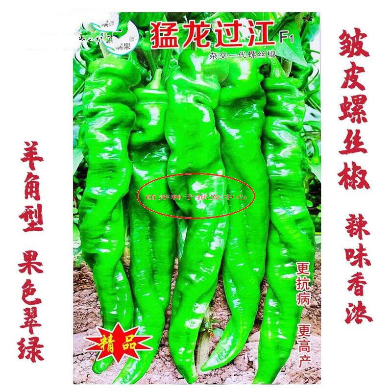 猛龙过江大果螺丝椒种子高产香辣长羊角辣椒尖椒适应广抗病蔬菜籽