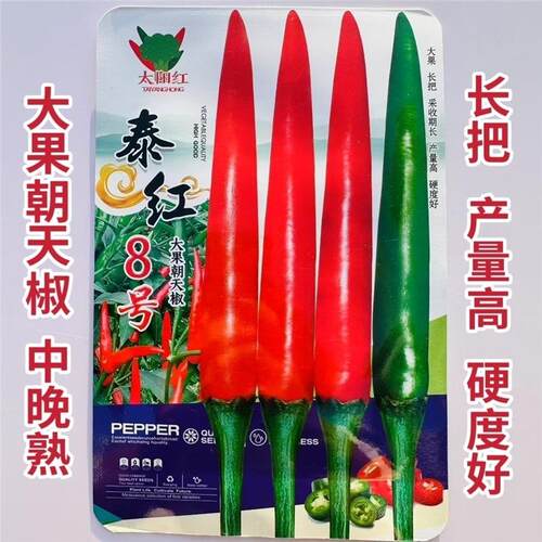泰国引进泰红8号朝天椒种子中晚熟亮红色大果朝天椒种籽耐热耐寒