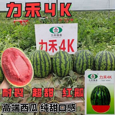 力禾4K西瓜种子全美甘美西瓜种籽礼品西瓜籽耐裂超甜脆爽皮薄多汁