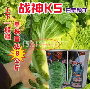 战K5大白菜白种子高抗抱根肿病软腐病病BXV毒病早熟叠神大菜亩产