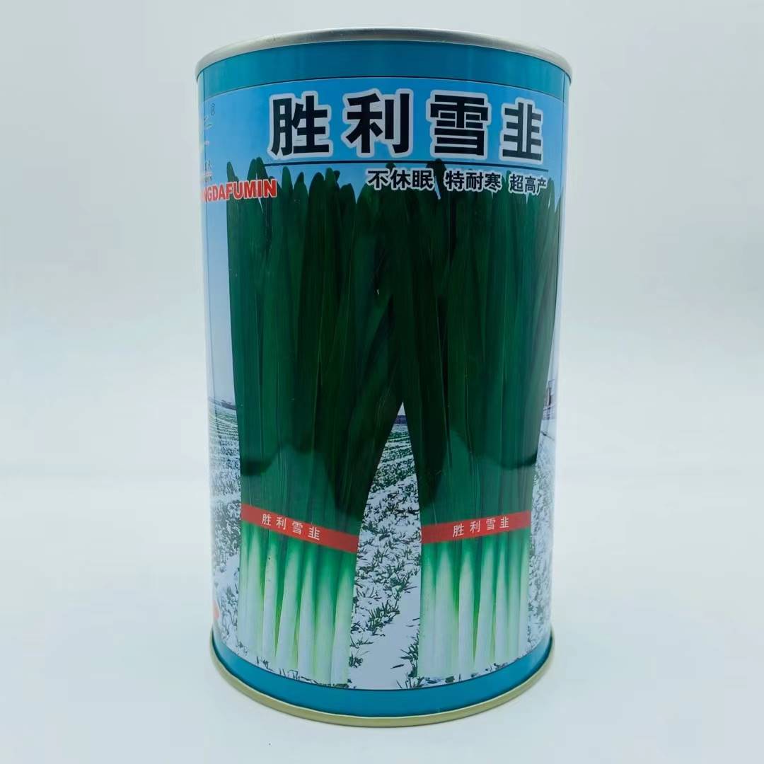 胜利雪韭优质耐寒韭菜种子高产抗病不休眠抗倒伏抗干尖大田韭菜孑