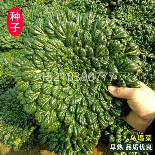 冬天乌塌菜种子心子白JWI菜黄乌冬季季四籽种黑菜蔬菜种籽菜籽孑