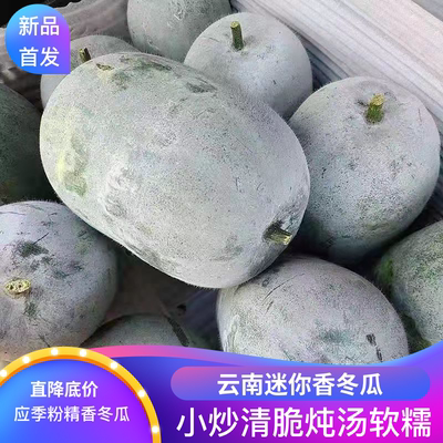 云南迷你小冬瓜新鲜粉面现摘现发