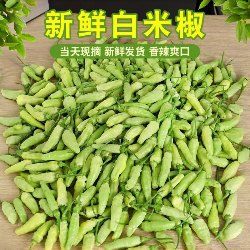 云南小米辣椒新鲜现摘朝天椒批发白色小米椒农家自种辣椒现摘现发