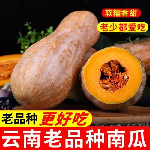 云南老南瓜新鲜现摘蜜本南瓜甜糯