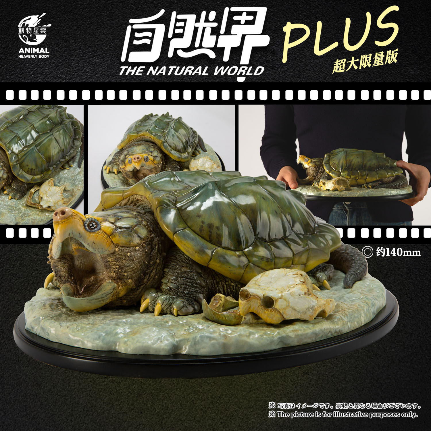 动物星云 写实版自然界系列 大鳄龟 plus 手办
