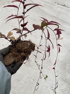 现挖腹水草 仙桥草 钓鱼竿吊杆风叶下红散血丹仙人搭桥  腹水草苗