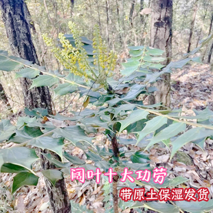 刺黄连苗阔叶十大功劳苗土黄连 四季常绿庭院地栽盆栽苗带土发货