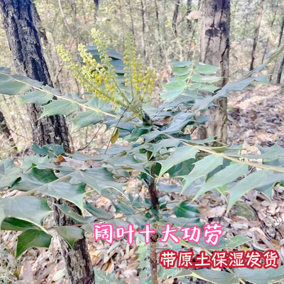 刺黄连苗阔叶十大功劳苗土黄连 四季常绿庭院地栽盆栽苗带土发货