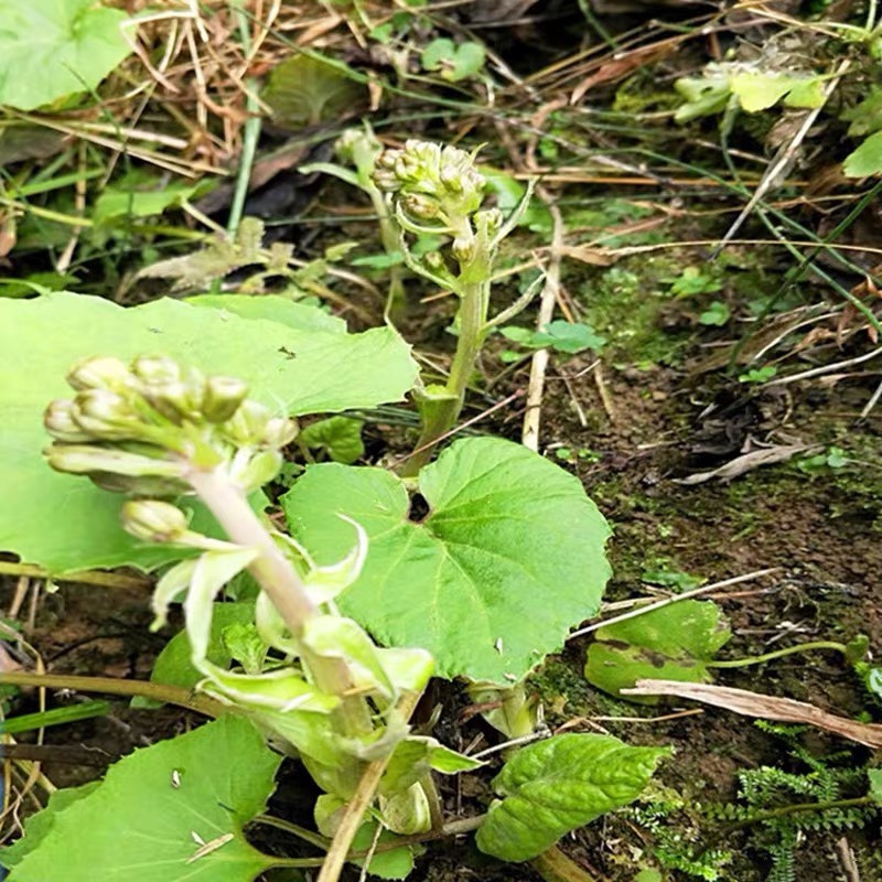 野生蜂斗菜花卉植物室内阳台庭院茄观赏盆栽药用植物蜂斗菜苗包邮 农用物资 药材种子/种苗 原图主图