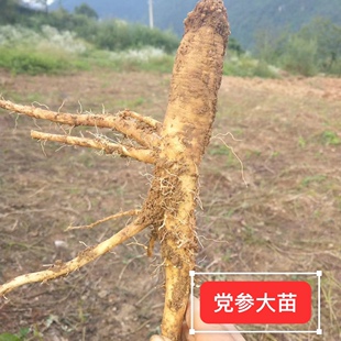中药材 党参种苗 中国板参苗子种根庭院盆栽爬藤植物四季易活