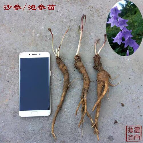 中药材沙参种苗 根苗阳台庭院绿植新鲜现挖四季可种包活