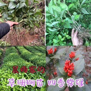 草珊瑚苗 肿节风 九节茶中药材苗正品九节风接骨莲中草药大全易活