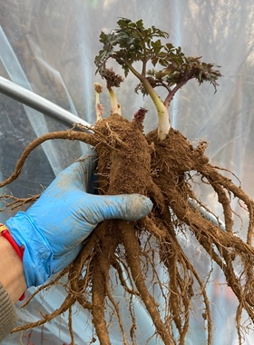 中药材当归种苗现挖现发货阳台庭院盆栽大面积种植 移栽易成活