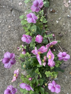 野棉花中药材苗 秋牡丹 宿根银联 打破碗碗花室内外观赏花卉