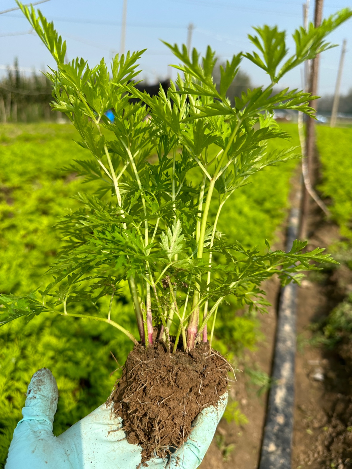 川芎苗川芎小苗盆栽根块地栽川芎苓子种苗室内外庭院种植中药材苗-封面