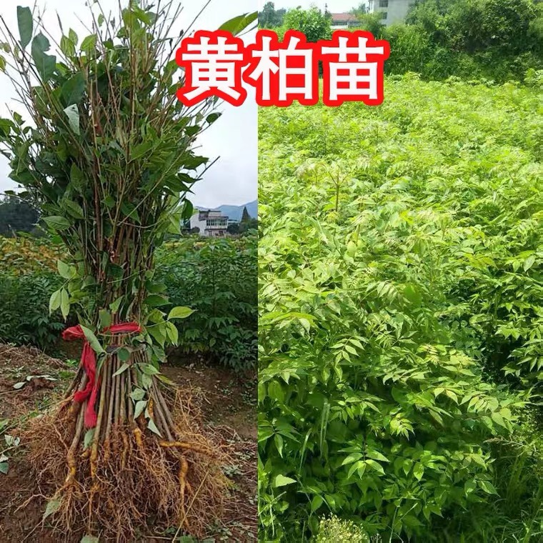 基地直销中药材植物川黄柏树苗新品黄檗黄菠梨庭院绿植经济造林苗-封面