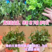 现挖黄连苗黄连种苗鸡爪黄连川黄连味连带须根带土易成活绿植盆栽