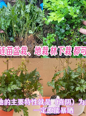 现挖黄连苗黄连种苗鸡爪黄连川黄连味连带须根带土易成活绿植盆栽