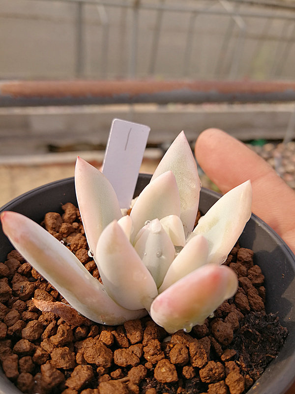 霜之朝锦多肉  粉扑锦 多肉植物 韩国进口 一物一拍