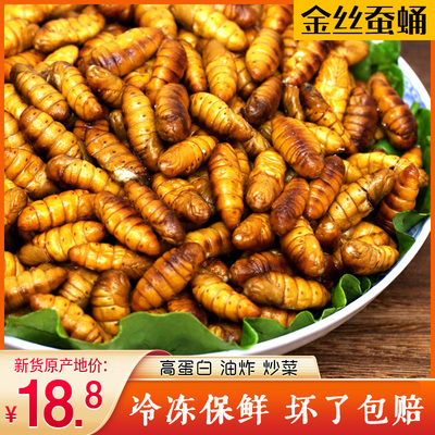 新鲜蚕蛹活体蚕蛹子徐州山东特产