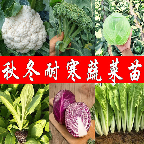 苗西兰花素材模板 苗西兰花图片下载 小麦优选