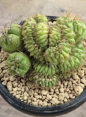 圣王丸缀化精品实生块根植物仙人球一物一拍精品拍摄于251211