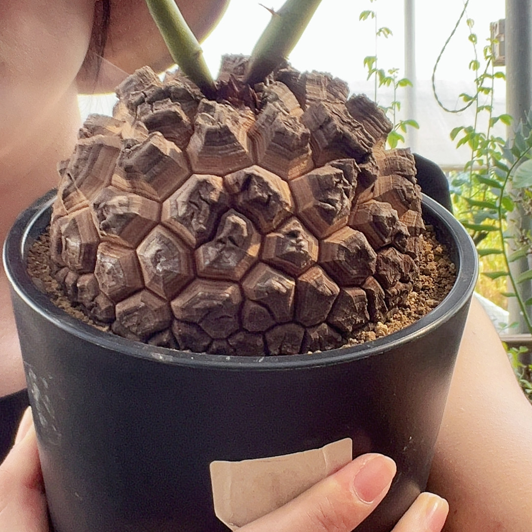 龟甲龙多肉植物