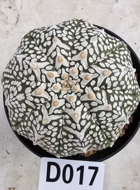 V兜超兜7.7厘米D017实生块根植物仙人球一物一拍精品拍摄于250103