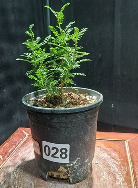 织冠漆树028实生潮流块根植物一物一拍精品拍摄于250903