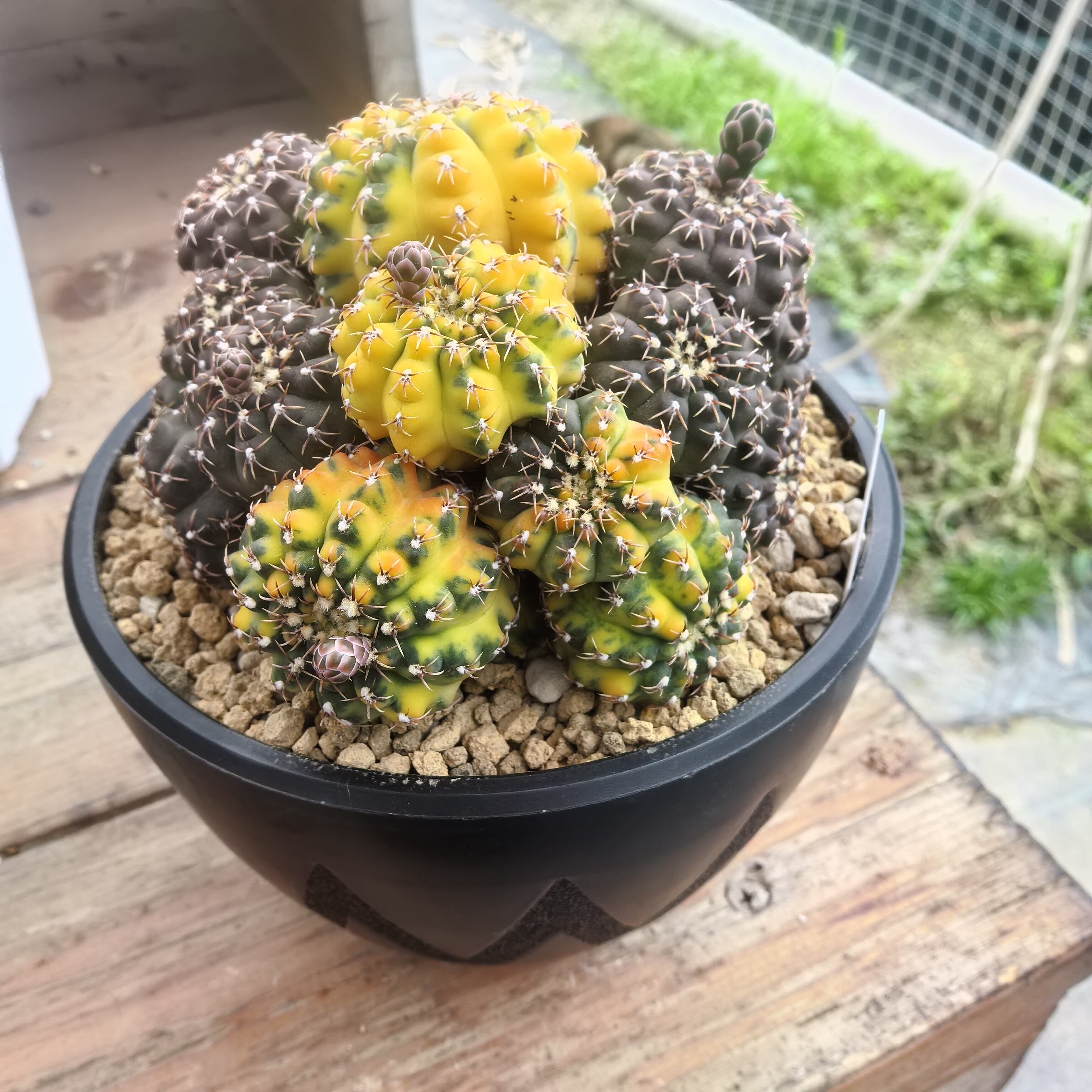 瑞昌玉群锦实生块根植物仙人球一物一拍精品拍摄于260507
