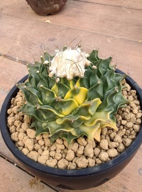 帝冠锦D086实生一物一拍 潮流仙人球块根植物拍摄于 20260203