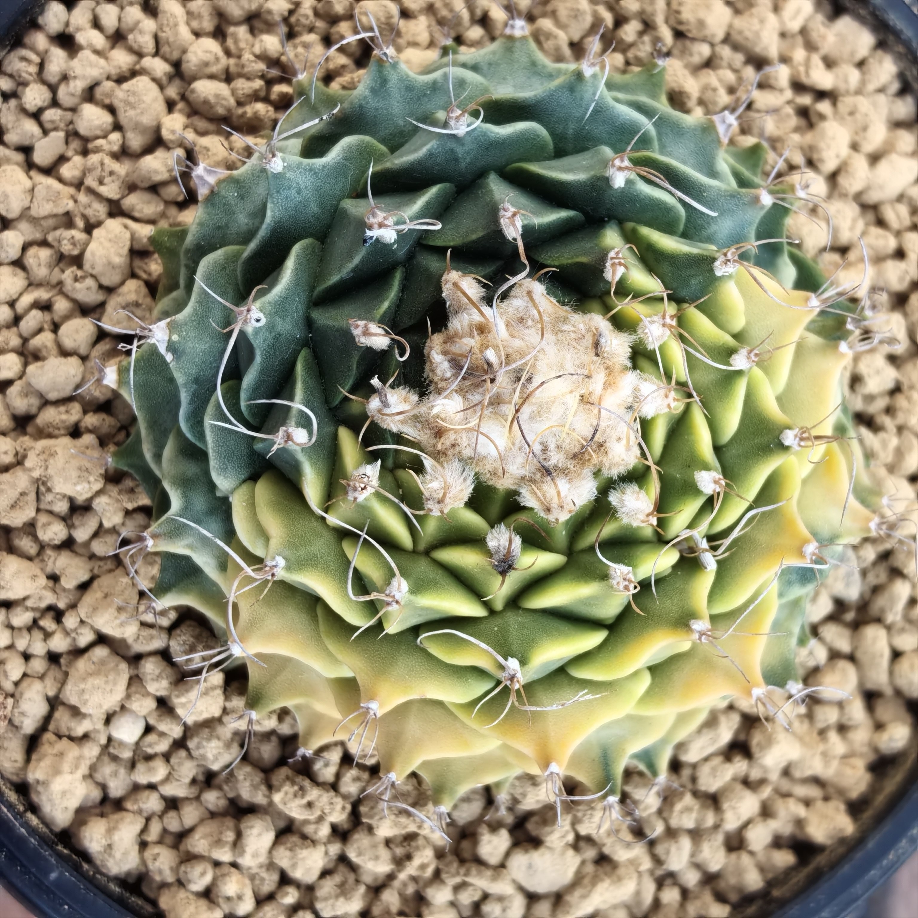 帝冠锦实生块根植物仙人球一物一拍精品拍摄于251230