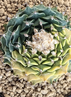 帝冠锦实生块根植物仙人球一物一拍精品拍摄于251230