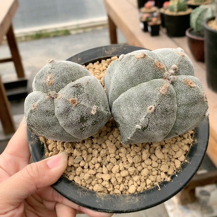 矮胖，龟甲暗纹,鲜花速递/花卉仿真/绿植园艺,多肉植物,淘宝优惠券,粉丝福利购,淘宝优惠卷