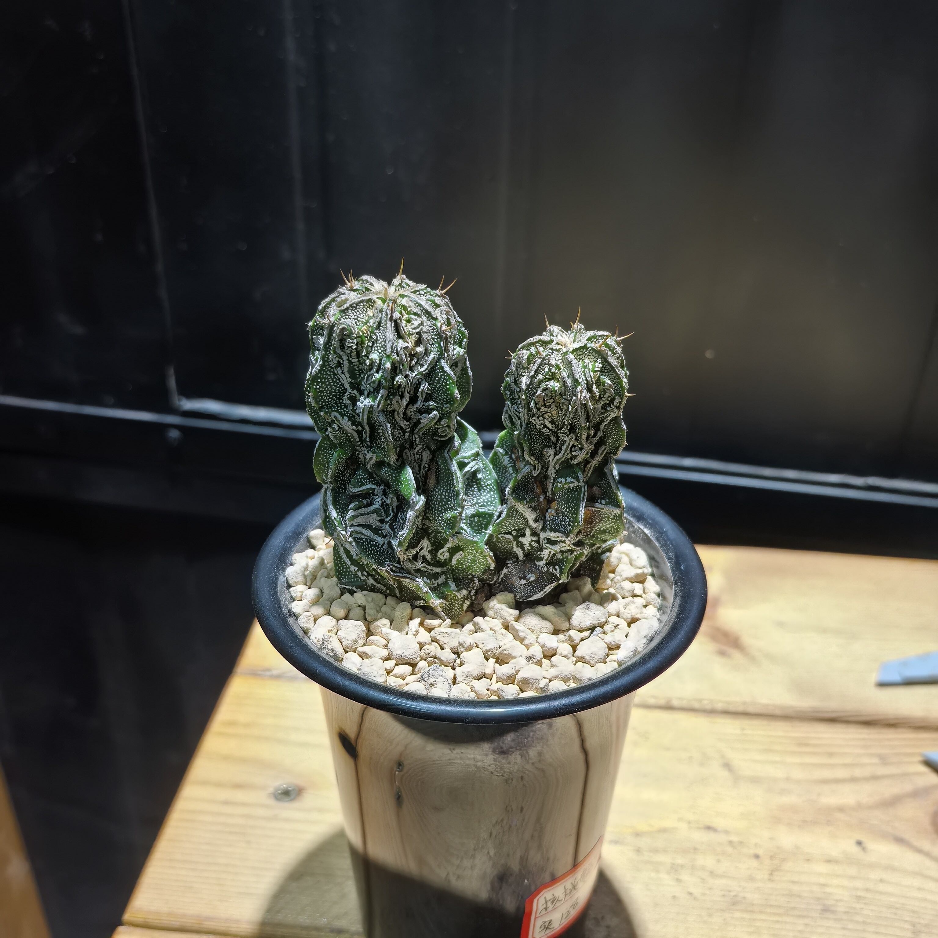 核桃般若实生块根植物仙人球一物块根
